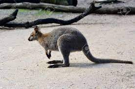 アカワラルー オーストラリアの奥地でカンガール Antilopinus。の写真素材・画像素材 Image 47548987