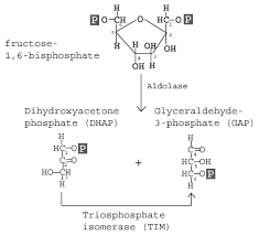 Glycolysis Explained In 10 Easy Steps With Diagrams