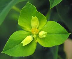 Image result for Euphorbia platycephala