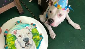 Park slope pet 284 9th st brooklyn ny 11215. This Brooklyn Bakery Will Make A Birthday Cake With Your Dog S Face On It That They Can Eat Secretnyc