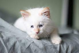 They come in 7 blues + b&w. White Kitten Pictures Download Free Images On Unsplash