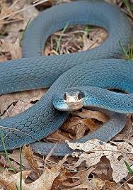 Coluber Constrictor Foxii Aka Blue Racer So Beautiful