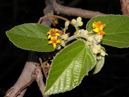 Image result for Grewia arborea