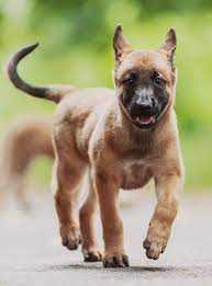 Commons category link is on wikidata. Belgian Dog Breeds Seven Amazing Pups That Come From Belgium