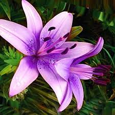 Have planted a ton of stuff. 8 Bulbs Unique Purple Lily Flowers Bulbs Graceful Flower Bonsai Summer Blooming Perennial Home Garden Balcony Decor Buy Online In Bahamas At Bahamas Desertcart Com Productid 175182587