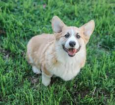 We did not find results for: Farrever Corgis Home Facebook