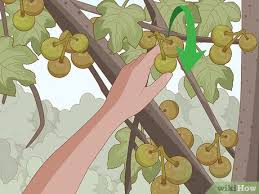 Check spelling or type a new query. How To Prune A Fig Tree 11 Steps With Pictures Wikihow