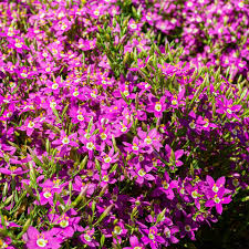 Image result for Microchloa afra