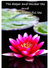 Pin On Blossom Mcbloom