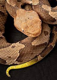 A Hillbilly Guide To Snakes The Southern Copperhead Snake Poisonous Snakes Pit Viper