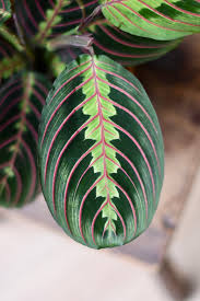 Image result for maranta