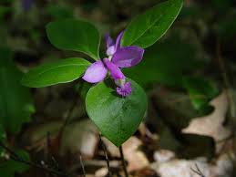Image result for Polygala gazensis