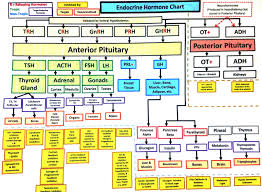 S14 Endocrine Chart Endocrine Hormones Endocrine System