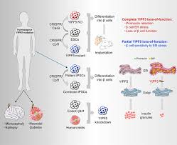 Maybe you would like to learn more about one of these? Jci Yipf5 Mutations Cause Neonatal Diabetes And Microcephaly Through Endoplasmic Reticulum Stress