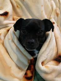 Kim Catano (@renfaery)