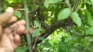 Image result for Commiphora caerulea