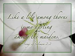 Like a lily among thornslike a lily among thorns. Lily Among Thorns By Pamela Mcadams Bible Songs Song Of Solomon 2 Song Of Solomon