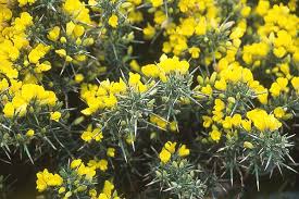 Image result for Ulex