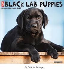 Black puppy black lab puppies newborn puppies new puppy puppies for sale baby animals labrador retriever super cute dogs. Black Lab Puppies Calendar 2022 Animalden Com