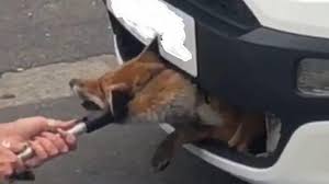 Letchworth Garden City fox survives 12-hour car grille ordeal - BBC News