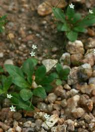 Image result for Paramollugo