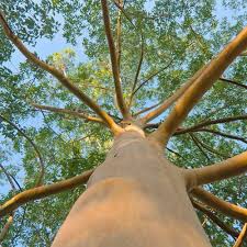 Maybe you would like to learn more about one of these? Arbre Qui Pousse Vite Notre Top 10 Des Arbres A Croissance Rapide