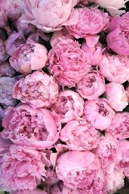 Diese gattung umfasst 32 arten. Pin Von Nordstrom Rack Auf Krasivo Lila Pfingstrosen Liebe Blumen Pfingstrosen