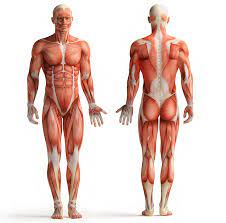 Check spelling or type a new query. 2 Unveiled Human Body Illustration Of The Main Skeletal Muscles Download Scientific Diagram