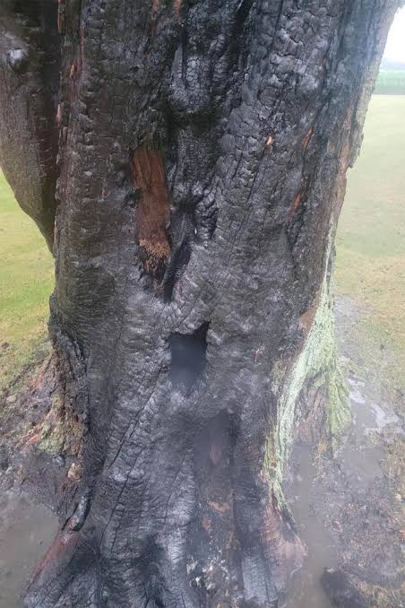 Ohio tree burns from inside after lightning strike