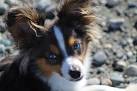 How Much Are Australian Shepherds? The Costs of This ...