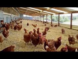 We did not find results for: Ini Patut Di Contoh Kandang Moderen Ayam Petelur Baterei Umbara Modern Youtube