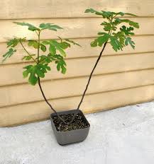Growing indoors also means that you don't have to worry about the climate or usda zones.your home is the perfect environment for a fig tree to thrive in. Growing Fig Trees In Containers Stark Bro S