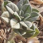 Image result for Euploca ovalifolia