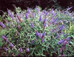 Winterizing Butterfly Bush A Guide To Landscape Design Maintenance