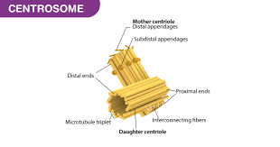 Maybe you would like to learn more about one of these? Centrosome Structure And Functions Of Centrosome