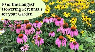 The spikes of white flowers that burst forth each summer are a bonus. 10 Of The Longest Flowering Perennials For Your Garden