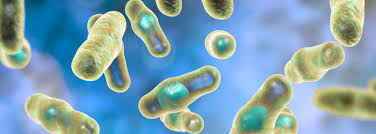 Image result for Clostridium