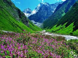 Check spelling or type a new query. Biodiversity In Valley Of Flowers Undergoing Changes Dehradun News Times Of India