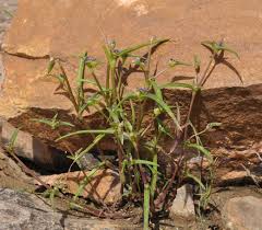 Image result for Cyanotis lanata