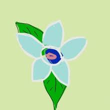 Image result for Nicolasia