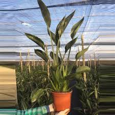 Check spelling or type a new query. Strelitzia Reginae 70 80 Cm Kaufland De