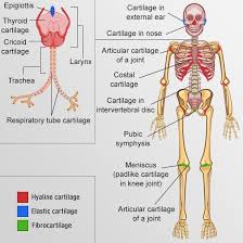 Types Of Cartilage At Different Places Cartilage Musculoskeletal System Hyaline Cartilage