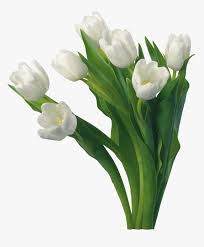 We all love good morning images! White Roses Images Good Morning Hd Png Download Transparent Png Image Pngitem