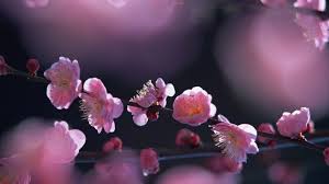 Find sakura flowers wallpapers hd for desktop computer. 24 Sakura Flowers Wallpapers Wallpaperboat