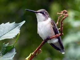 Ruby Throated Hummingbird Identification All About Birds
