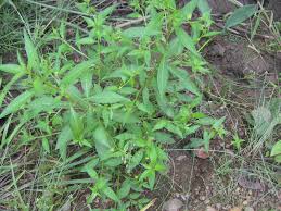 Image result for Ludwigia erecta