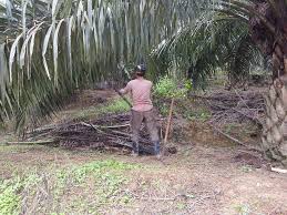 Di negeri kelantan terdapat ladang. Hari Ini Operasi Penyeliaan Ladang Kelapa Sawit Facebook