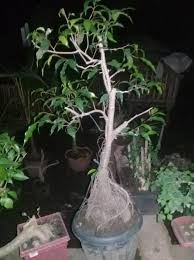 Specialty, hand crafted bonsai soil and substrate elements for repotting bonsai trees and professional bonsai fertilizer. Bonsai For Sale 1k Dalakit Tree Facebook