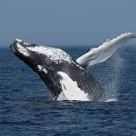 Blue Ocean Society presents Gulf Of Maine Whales