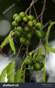 Image result for Monoon longifolium